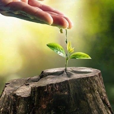 Planta recibiendo agua